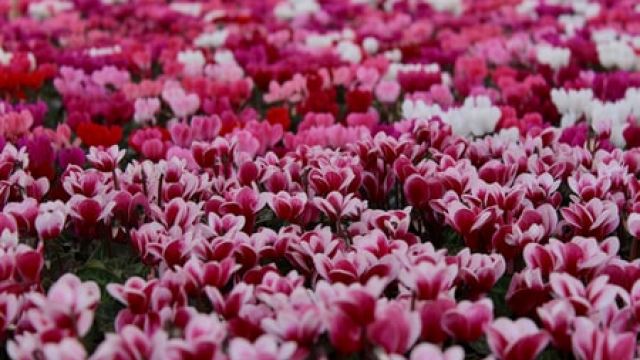 गर्भावस्था का विश्लेषण क्या है