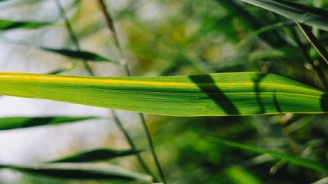 बृहदान्त्र गैसों के लक्षण